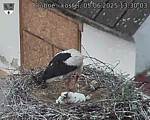 Capi_Dubne_20250605_133003.jpg