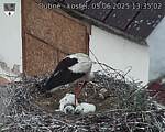 Capi_Dubne_20250605_133502.jpg