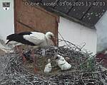 Capi_Dubne_20250605_134003.jpg
