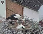 Capi_Dubne_20250605_135002.jpg