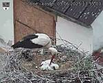 Capi_Dubne_20250605_135503.jpg