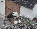 Capi_Dubne_20250605_140002.jpg