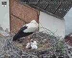 Capi_Dubne_20250605_140503.jpg