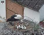 Capi_Dubne_20250605_141003.jpg