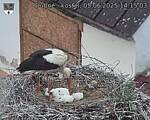 Capi_Dubne_20250605_141503.jpg