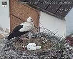 Capi_Dubne_20250605_142003.jpg