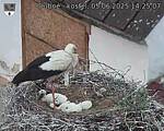 Capi_Dubne_20250605_142507.jpg