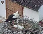 Capi_Dubne_20250605_143004.jpg