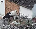Capi_Dubne_20250605_143503.jpg