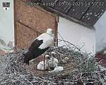Capi_Dubne_20250605_145002.jpg