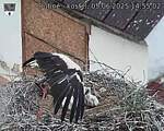 Capi_Dubne_20250605_145502.jpg