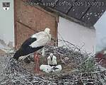 Capi_Dubne_20250605_150003.jpg