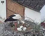 Capi_Dubne_20250605_150502.jpg