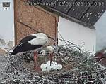 Capi_Dubne_20250605_151003.jpg
