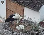 Capi_Dubne_20250605_151503.jpg