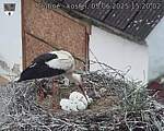 Capi_Dubne_20250605_152002.jpg