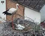 Capi_Dubne_20250605_153002.jpg