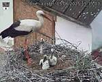 Capi_Dubne_20250605_153503.jpg