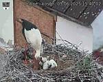 Capi_Dubne_20250605_154002.jpg