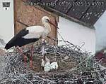 Capi_Dubne_20250605_154503.jpg