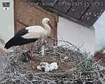 Capi_Dubne_20250605_155003.jpg