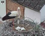 Capi_Dubne_20250605_155502.jpg