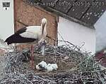 Capi_Dubne_20250605_160003.jpg