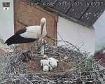 Capi_Dubne_20250605_160503.jpg