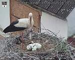 Capi_Dubne_20250605_161003.jpg