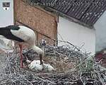 Capi_Dubne_20250605_161502.jpg