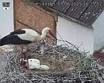 Capi_Dubne_20250605_162502.jpg