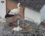 Capi_Dubne_20250605_163003.jpg