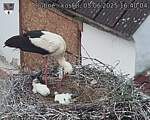 Capi_Dubne_20250605_164004.jpg