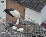 Capi_Dubne_20250605_164502.jpg