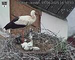 Capi_Dubne_20250605_165003.jpg