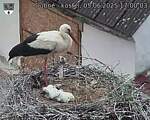 Capi_Dubne_20250605_170003.jpg