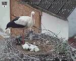 Capi_Dubne_20250605_170504.jpg