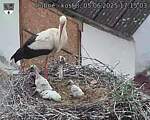 Capi_Dubne_20250605_171503.jpg