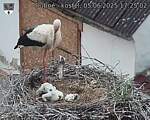 Capi_Dubne_20250605_172502.jpg