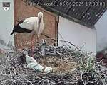 Capi_Dubne_20250605_173003.jpg