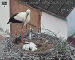 Capi_Dubne_20250605_174002.jpg