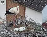 Capi_Dubne_20250605_174504.jpg
