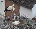 Capi_Dubne_20250605_175004.jpg