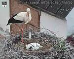 Capi_Dubne_20250605_175502.jpg