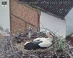 Capi_Dubne_20250605_180002.jpg
