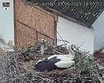 Capi_Dubne_20250605_180503.jpg