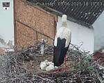 Capi_Dubne_20250605_181003.jpg