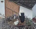 Capi_Dubne_20250605_181504.jpg