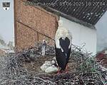 Capi_Dubne_20250605_182004.jpg