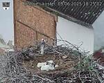 Capi_Dubne_20250605_182502.jpg